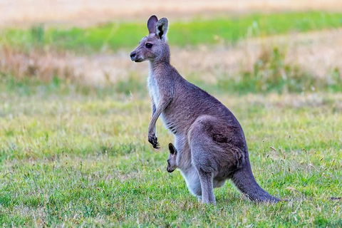 Bonorong Wildlife Park, Richmond Village, Hobart Highlights - Phillip Island Accommodation 0