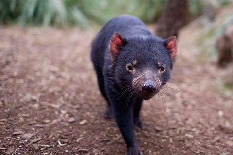 Bonorong Wildlife Park, Richmond Village, Hobart Highlights - Phillip Island Accommodation 5