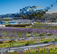 Private Tasman Peninsula Cruise Ship Tour from Port Arthur - Phillip Island Accommodation