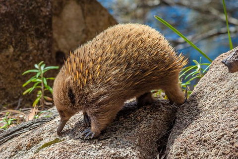 Spotlight Tour (2 Hours, $120 Per Person) - Phillip Island Accommodation 4