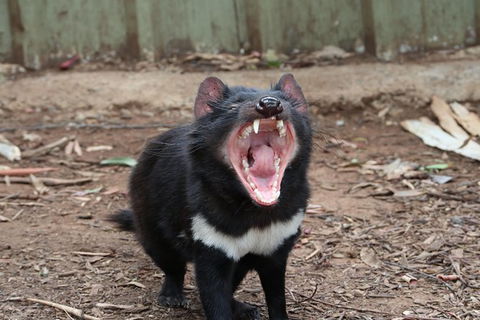 ZOODOO ZOO Tour, Meet The Famous Tasmanian Devil, Cuddle A Kangaroo, Feed A Lion - Phillip Island Accommodation 0