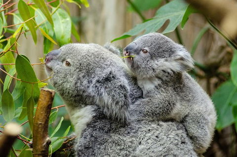 Hobart\'s Best: City, Nature, Wildlife, And Fine Cuisine - Phillip Island Accommodation 2