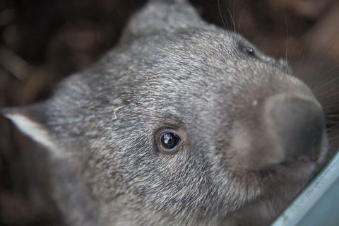 Hobart\'s Best: City, Nature, Wildlife, And Fine Cuisine - Phillip Island Accommodation 7