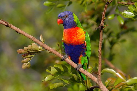 Hobart\'s Best: City, Nature, Wildlife, And Fine Cuisine - Phillip Island Accommodation 3