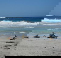 Kangaroo Island in a Day Tour from Adelaide - Phillip Island Accommodation