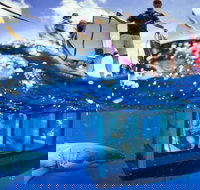 White Shark Tour with Optional Cage Dive from Port Lincoln - Phillip Island Accommodation