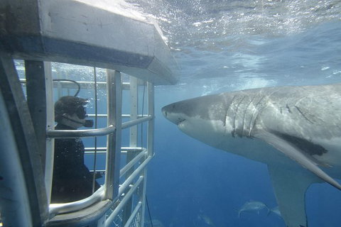 White Shark Tour With Optional Cage Dive From Port Lincoln - Phillip Island Accommodation 2