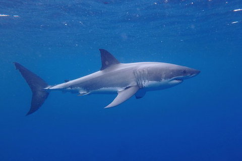 White Shark Tour With Optional Cage Dive From Port Lincoln - Phillip Island Accommodation 5