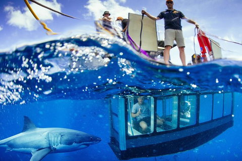 White Shark Tour With Optional Cage Dive From Port Lincoln - Phillip Island Accommodation 3
