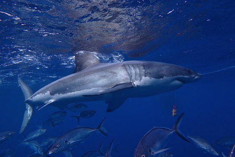 White Shark Tour With Optional Cage Dive From Port Lincoln - Phillip Island Accommodation 6