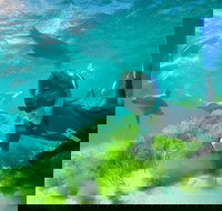 Half-Day Sea Lion Snorkeling Tour from Port Lincoln - Phillip Island Accommodation