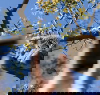 Exceptional Port Lincoln Seafood and Wildlife Tour - Phillip Island Accommodation