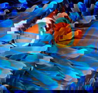 5-Day Best of Cairns with Daintree Kuranda and Great Barrier Reef - Phillip Island Accommodation