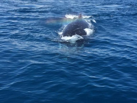 Whitehaven Beach Half-Day Cruises - Phillip Island Accommodation 8