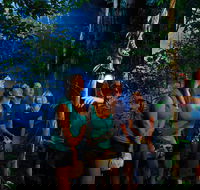 Daintree Rainforest Night Walk from Cape Tribulation - Phillip Island Accommodation