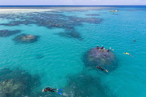 Ocean Safari Great Barrier Reef Experience In Cape Tribulation - Phillip Island Accommodation 12