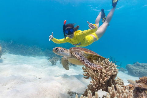 Ocean Safari Great Barrier Reef Experience In Cape Tribulation - Phillip Island Accommodation 13