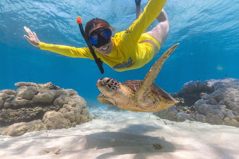 Ocean Safari Great Barrier Reef Experience In Cape Tribulation - Phillip Island Accommodation 2