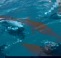 Fraser Island  Dolphin Sailing Adventure - Phillip Island Accommodation