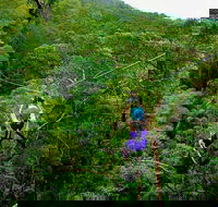 Tamborine Mountain Daily Service Treetop Challenge and Thunderbird Park - Phillip Island Accommodation