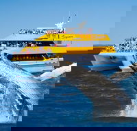 Spirit of Hervey Bay Whale Watching Cruise - Phillip Island Accommodation
