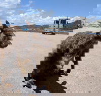 Magnetic Island Tour Maggie Comprehensive - Phillip Island Accommodation