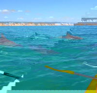 Half-Day Kayak with Dolphins and 4WD Beach Drive from Rainbow Beach - Phillip Island Accommodation