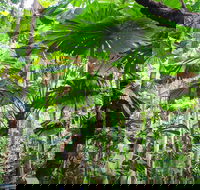 Cape Tribulation Daintree Rainforest and Wildlife Tour - Phillip Island Accommodation