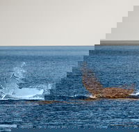 Whale Watching Ocean Tour - Phillip Island Accommodation