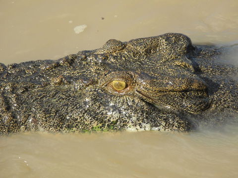 Darwin Jumping Crocodiles Cruise On Adelaide River - Phillip Island Accommodation 4