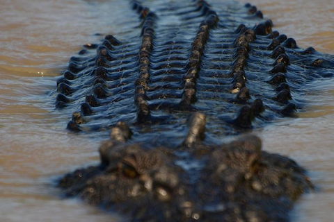 Darwin Jumping Crocodiles Cruise On Adelaide River - Phillip Island Accommodation 1
