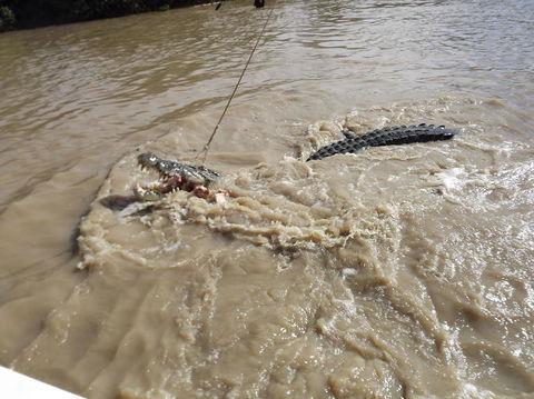Darwin Jumping Crocodiles Cruise On Adelaide River - Phillip Island Accommodation 8