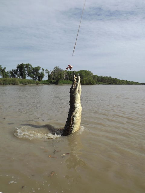 Darwin Jumping Crocodiles Cruise On Adelaide River - Phillip Island Accommodation 2