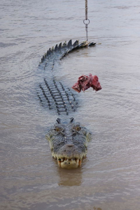 Darwin Jumping Crocodiles Cruise On Adelaide River - Phillip Island Accommodation 7