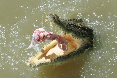 Darwin Jumping Crocodiles Cruise On Adelaide River - Phillip Island Accommodation 0