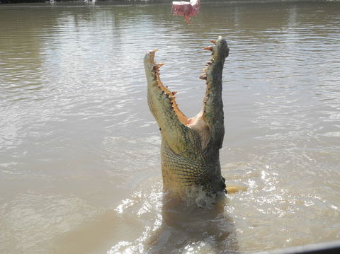 Darwin Jumping Crocodiles Cruise On Adelaide River - Phillip Island Accommodation 5