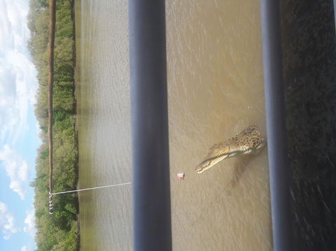 Darwin Jumping Crocodiles Cruise On Adelaide River - Phillip Island Accommodation 3