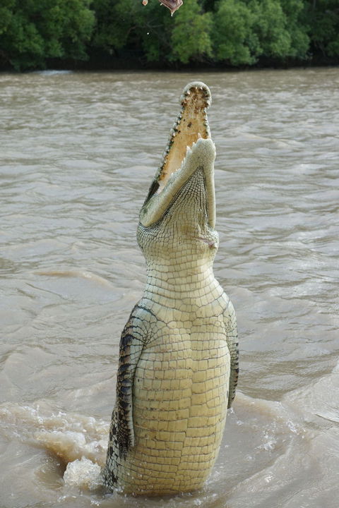 Darwin Jumping Crocodiles Cruise On Adelaide River - Phillip Island Accommodation 6