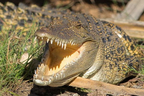 1 Day Corroboree Billabong Wetland Experience Including 2.5 Hour Cruise + Lunch - Phillip Island Accommodation 1