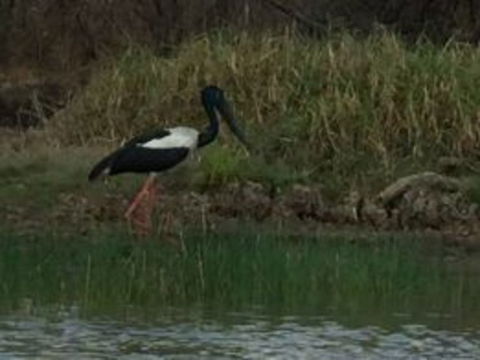 1 Day Corroboree Billabong Wetland Experience Including 2.5 Hour Cruise + Lunch - Phillip Island Accommodation 3