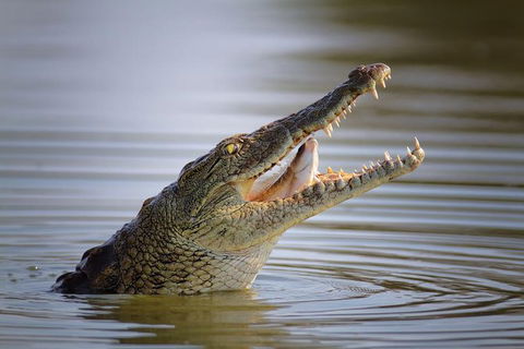 3 Day 4WD Dragonfly Dreaming Top End Safari - Phillip Island Accommodation 1