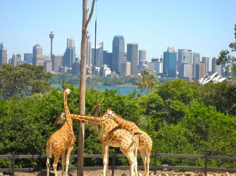 Sydney Harbour Hop-on Hop-off Cruise - Phillip Island Accommodation 18