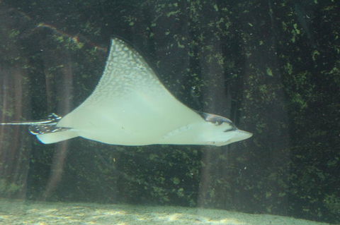 Sydney Pass: SEA LIFE Aquarium, Sydney Tower Eye, WILD LIFE Sydney, Sydney Harbour Cruise, And Madame Tussauds - Phillip Island Accommodation 19