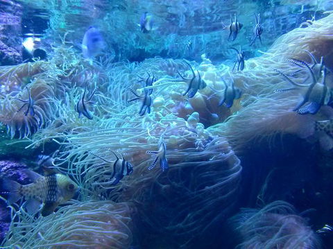 Sydney Pass: SEA LIFE Aquarium, Sydney Tower Eye, WILD LIFE Sydney, Sydney Harbour Cruise, And Madame Tussauds - Phillip Island Accommodation 14