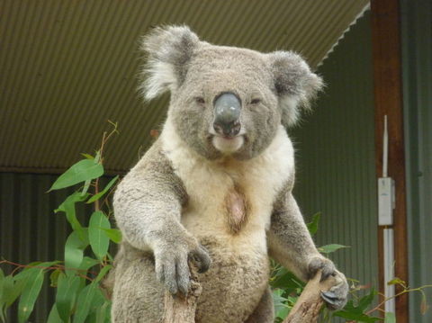 Sydney Pass: SEA LIFE Aquarium, Sydney Tower Eye, WILD LIFE Sydney, Sydney Harbour Cruise, And Madame Tussauds - Phillip Island Accommodation 24