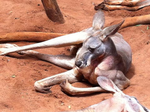 Sydney Pass: SEA LIFE Aquarium, Sydney Tower Eye, WILD LIFE Sydney, Sydney Harbour Cruise, And Madame Tussauds - Phillip Island Accommodation 2