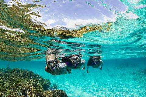 Sydney 3-Hour Snorkeling Tour - Phillip Island Accommodation 0
