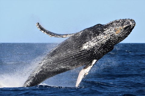 Small-Group Luxury Sydney Whale Watching Cruise - Phillip Island Accommodation 6