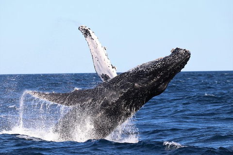 Small-Group Luxury Sydney Whale Watching Cruise - Phillip Island Accommodation 7