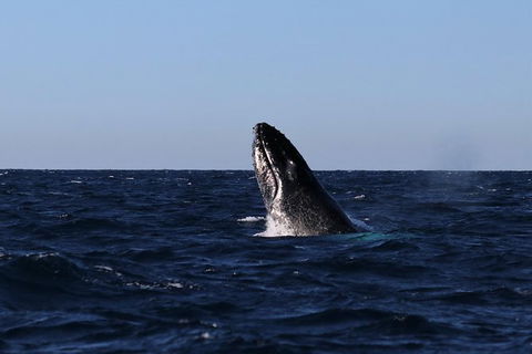 Small-Group Luxury Sydney Whale Watching Cruise - Phillip Island Accommodation 9
